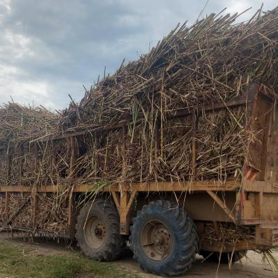 Speciality Tyres Kenya Ltd Cane Haulage Tyres